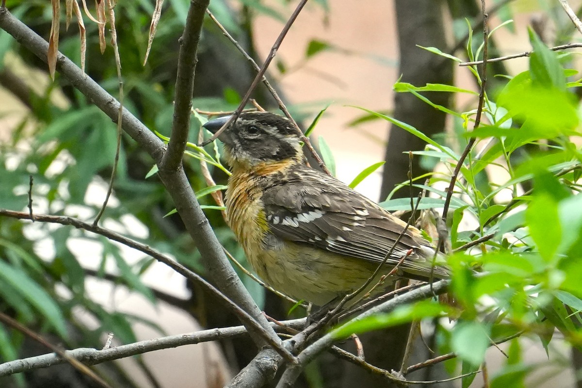 Black-headed Grosbeak - ML636778079
