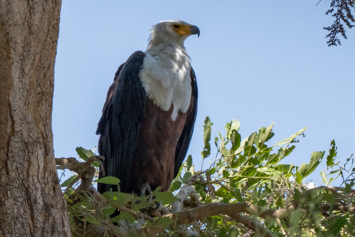flodørn - ML636778095