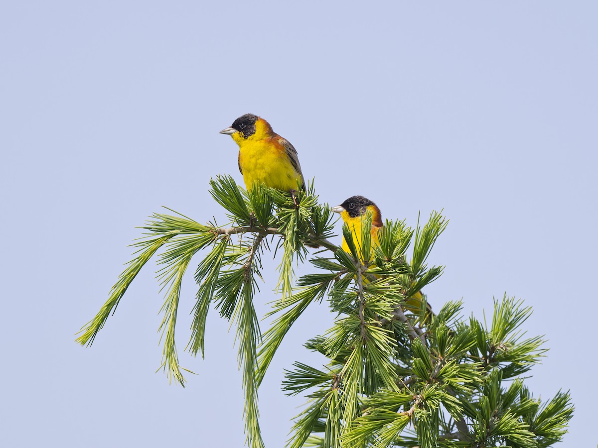 Хар толгойт хөмрөг - ML636778155