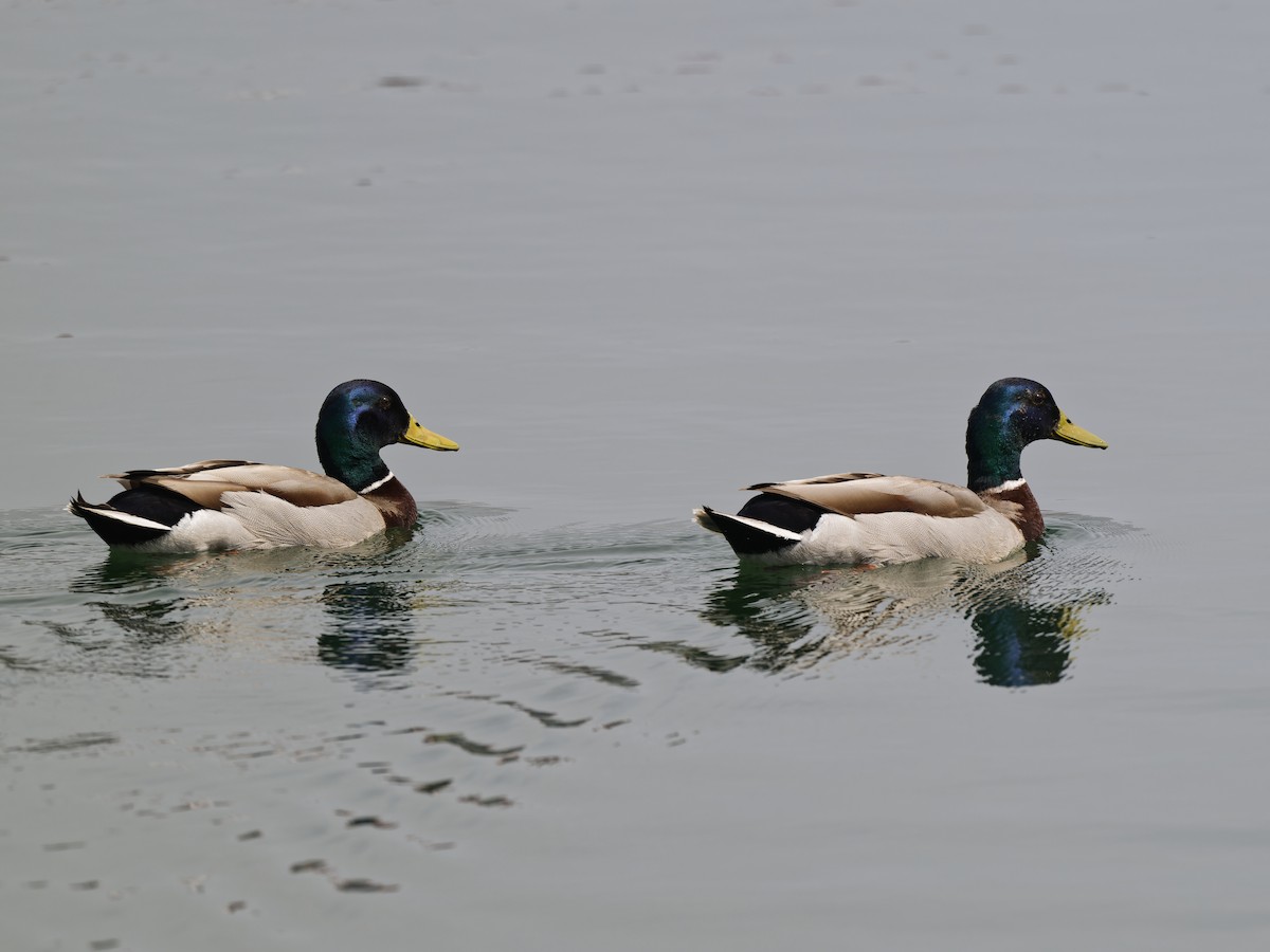 Зэрлэг нугас - ML636778163