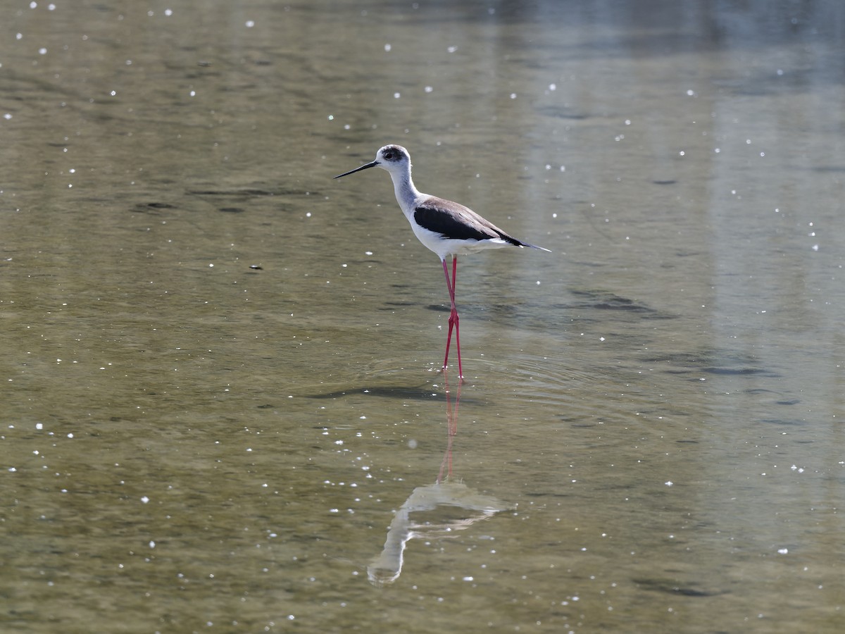 Эгэл хилэн жигүүр - ML636778168