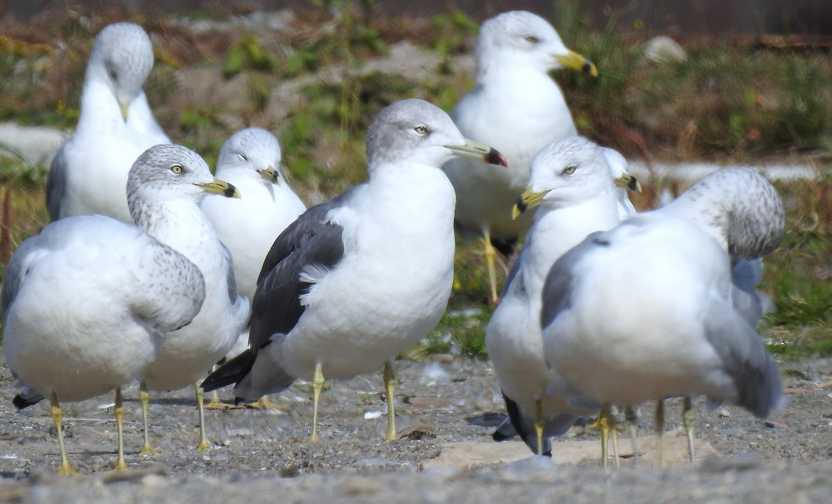 Black-tailed Gull - ML636778178