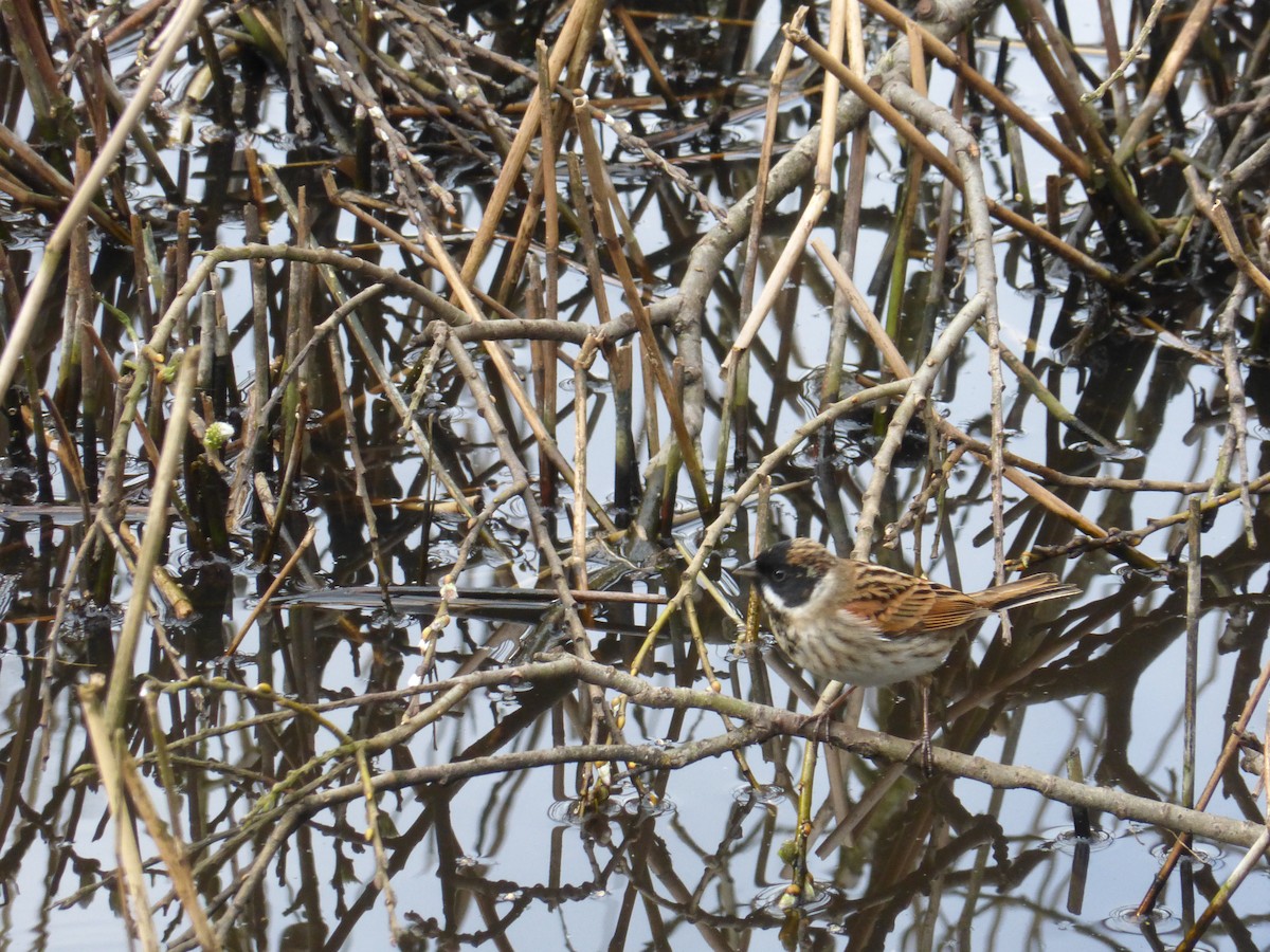 Reed Bunting - ML636778189