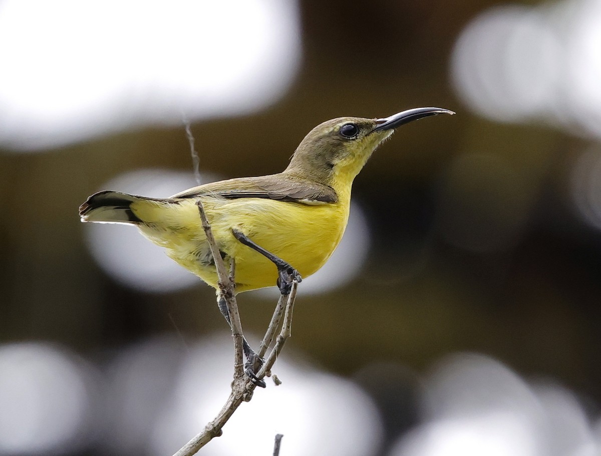 Garden Sunbird - ML636778218