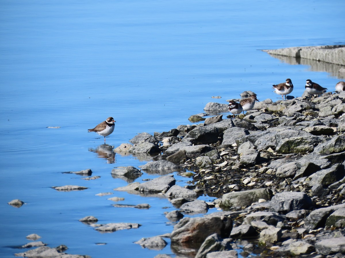 Semipalmated Plover - ML636778222