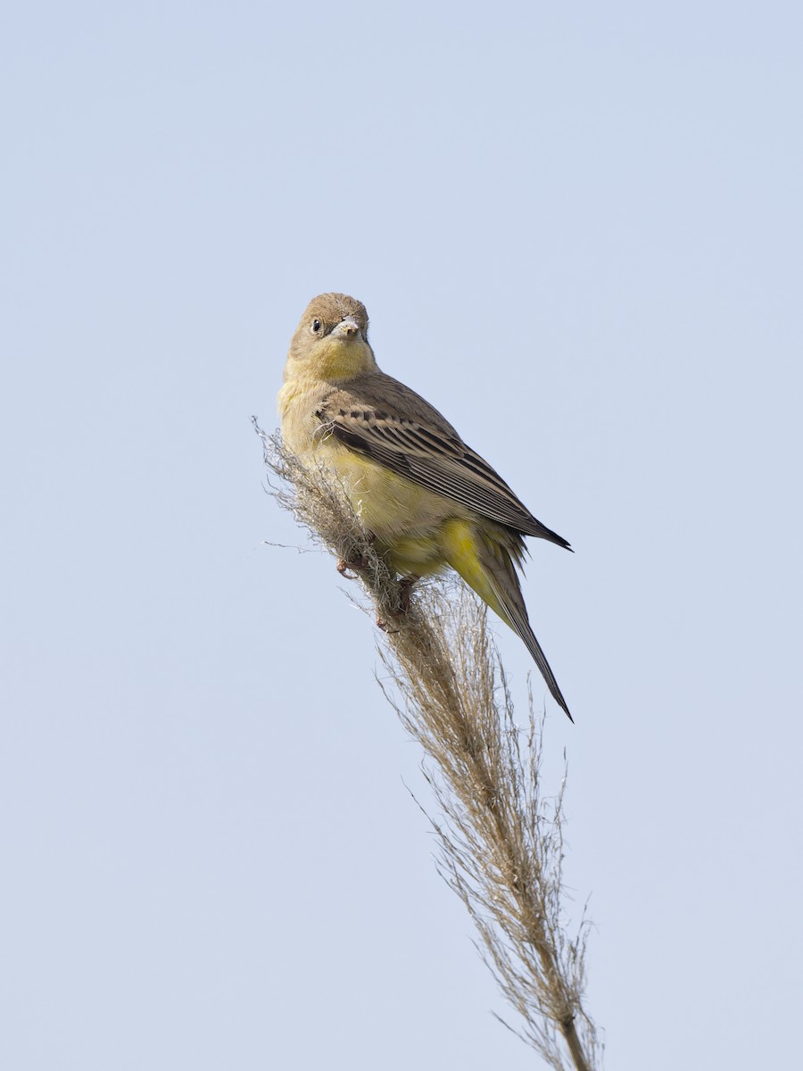 Хар толгойт хөмрөг - ML636778223