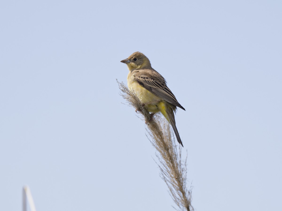 Хар толгойт хөмрөг - ML636778224