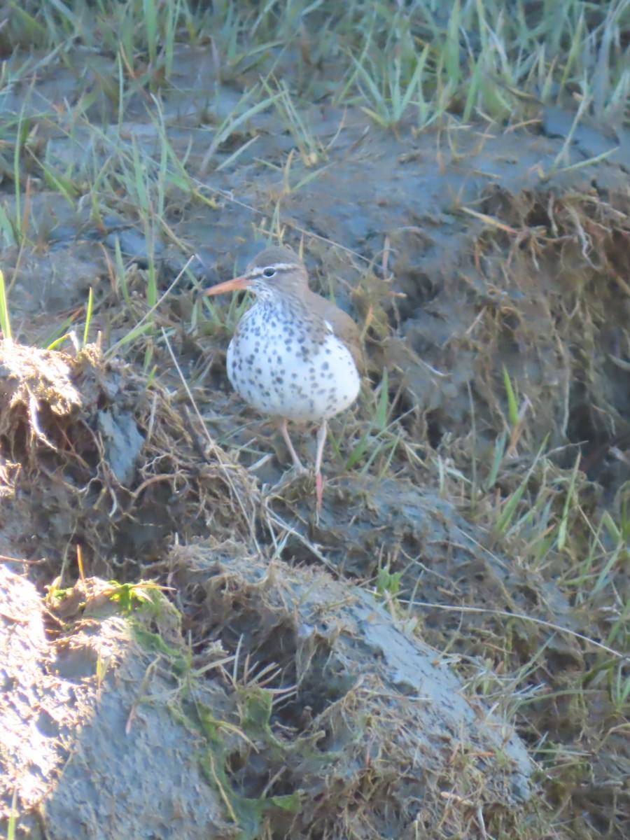 Spotted Sandpiper - ML636778246