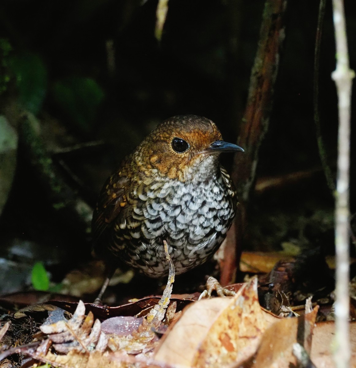Pygmy Cupwing - ML636778275