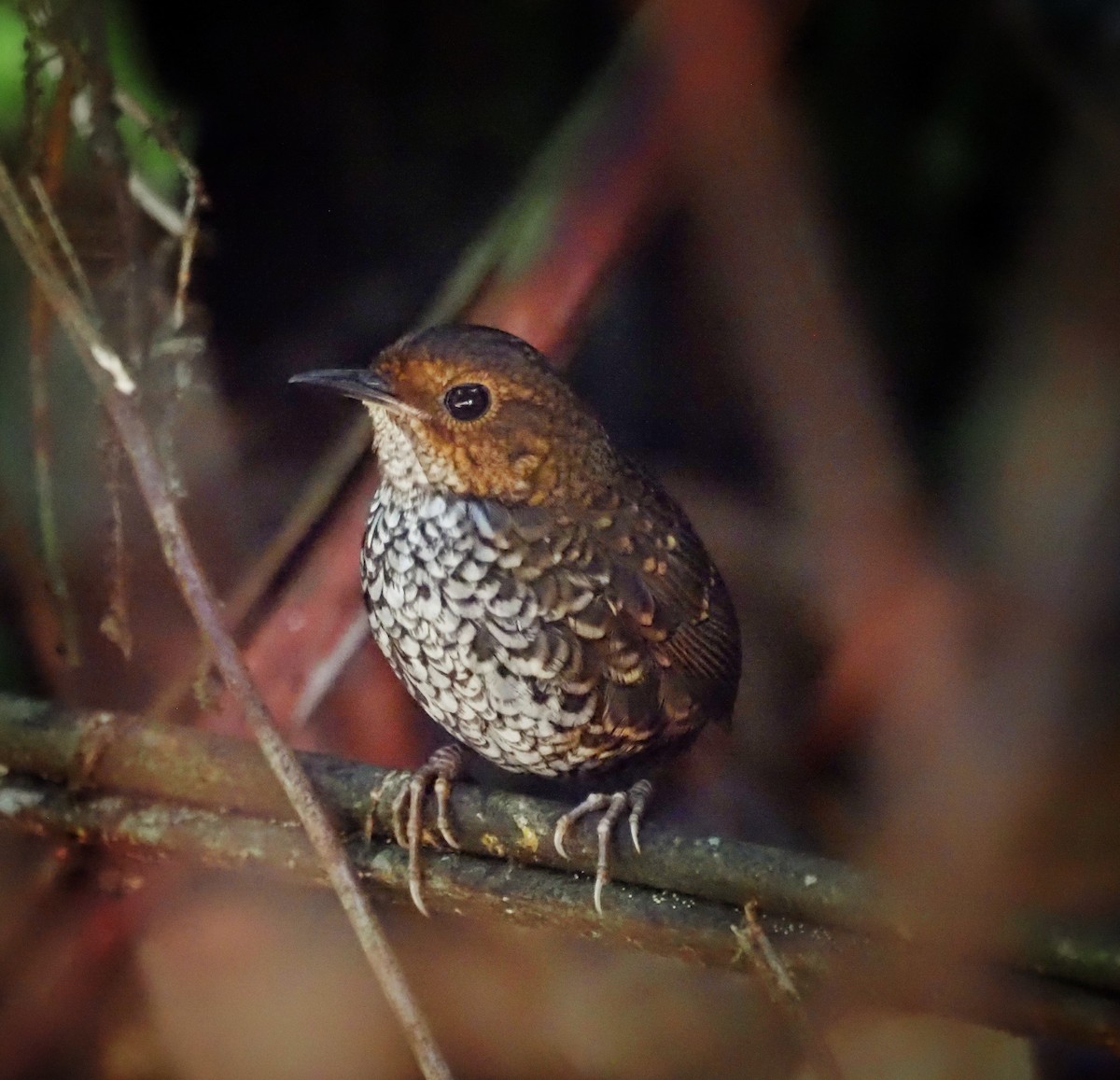 Pygmy Cupwing - ML636778276
