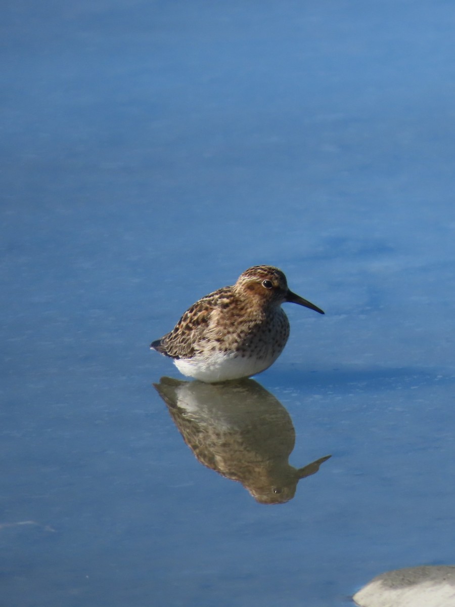 Least Sandpiper - ML636778283
