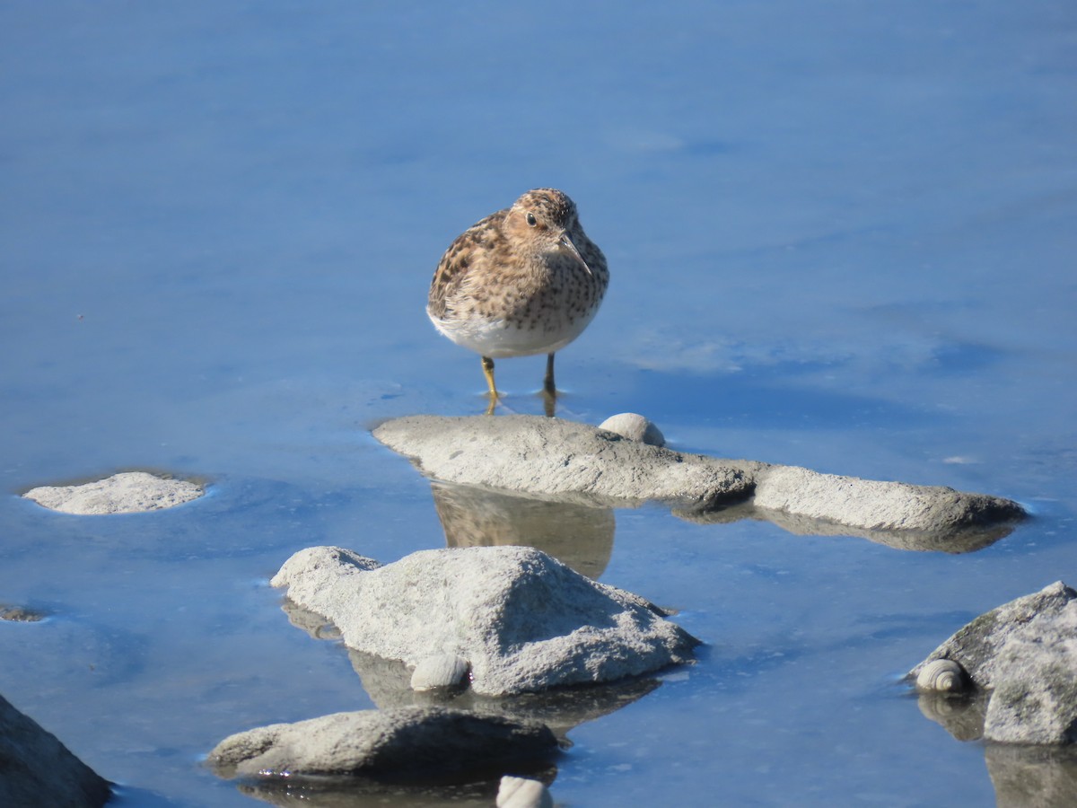 Least Sandpiper - ML636778284