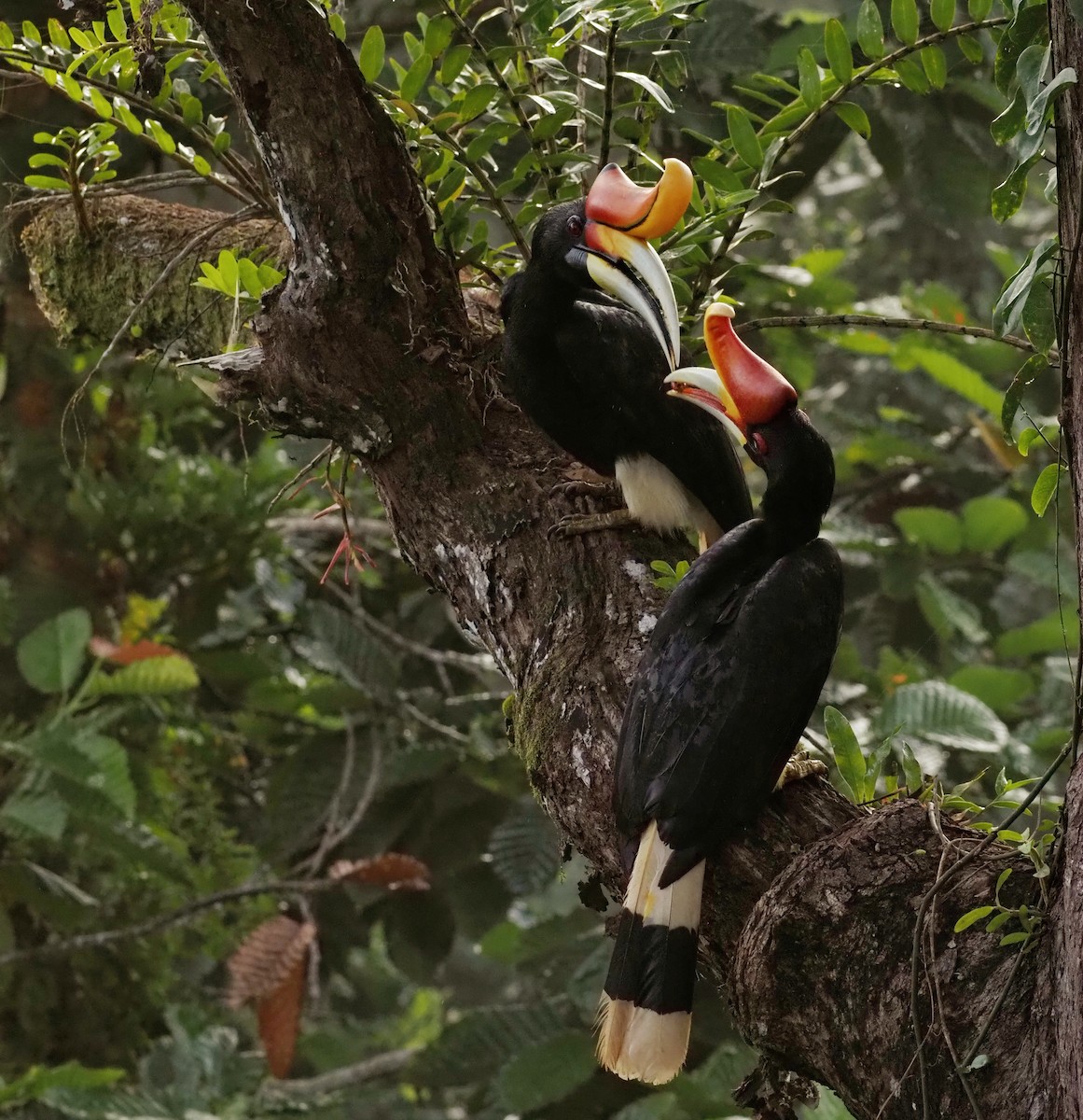 Rhinoceros Hornbill - ML636778359
