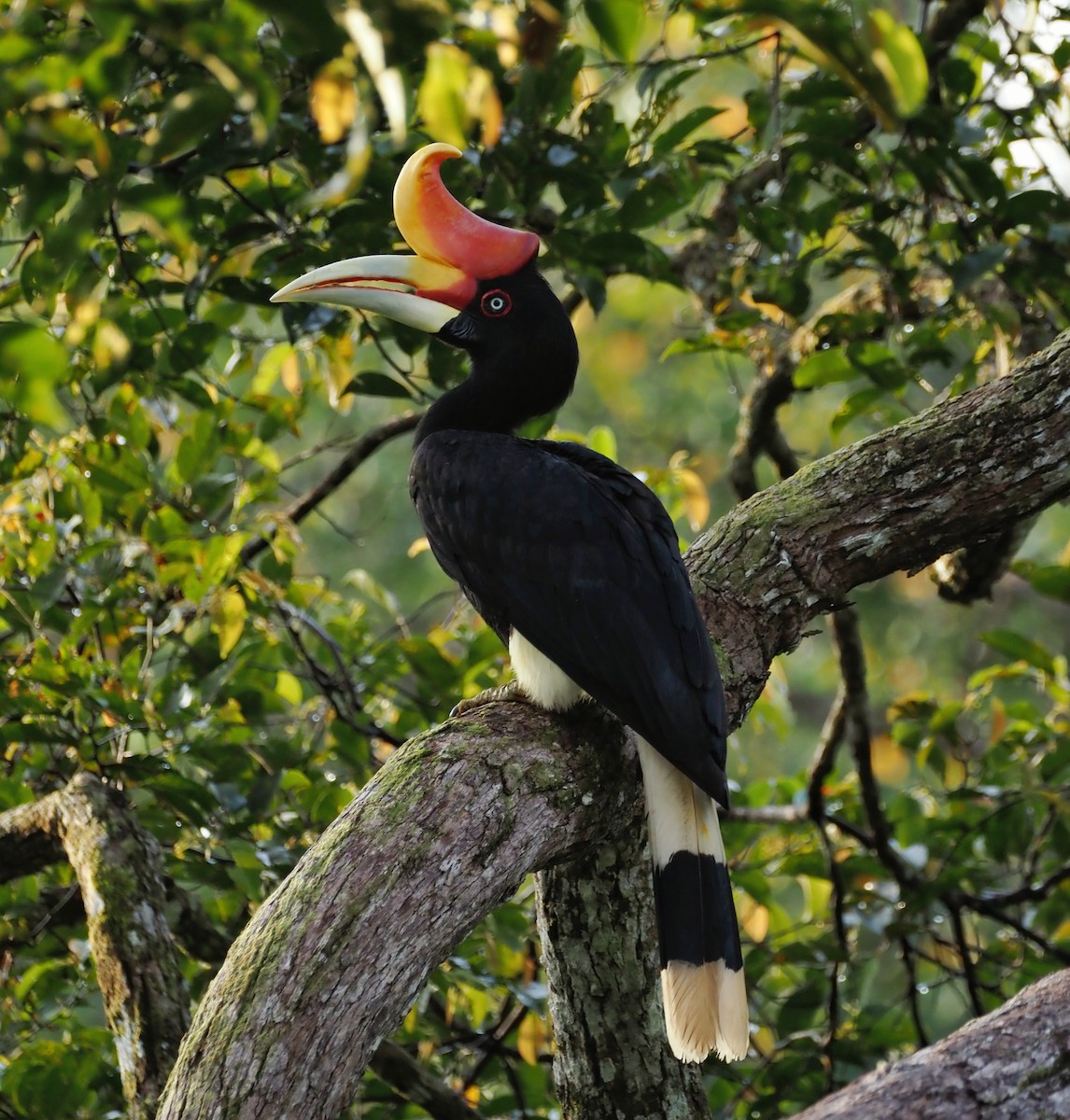 Rhinoceros Hornbill - ML636778360