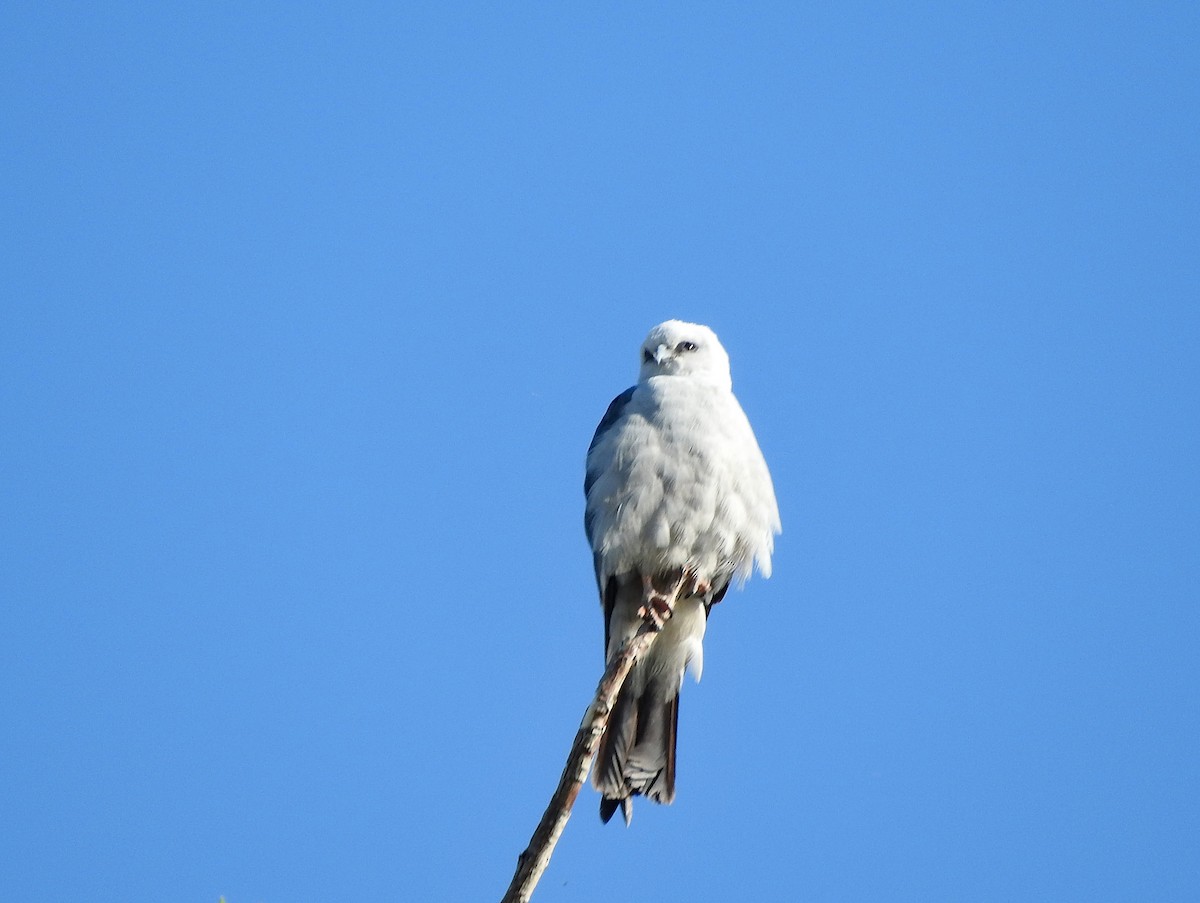 Mississippi Kite - ML636778425