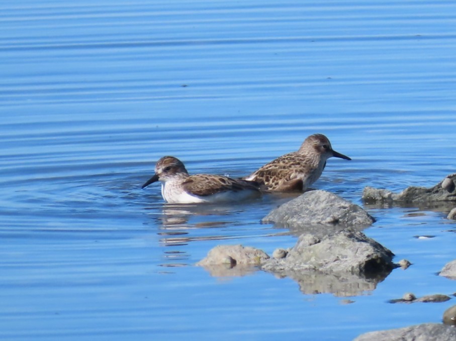 Semipalmated Sandpiper - ML636778448