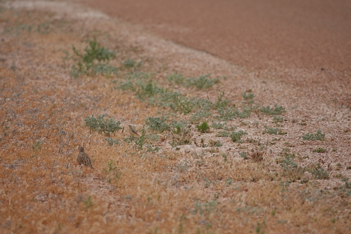 Inland Dotterel - ML636778471