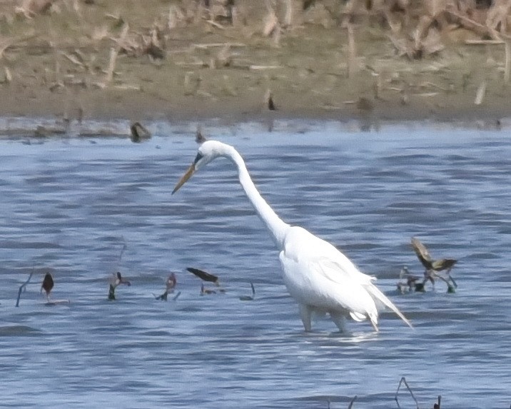 Great Egret - ML636778498