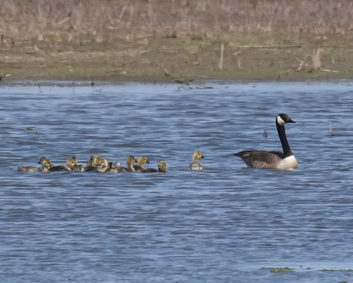 Canada Goose - ML636778522