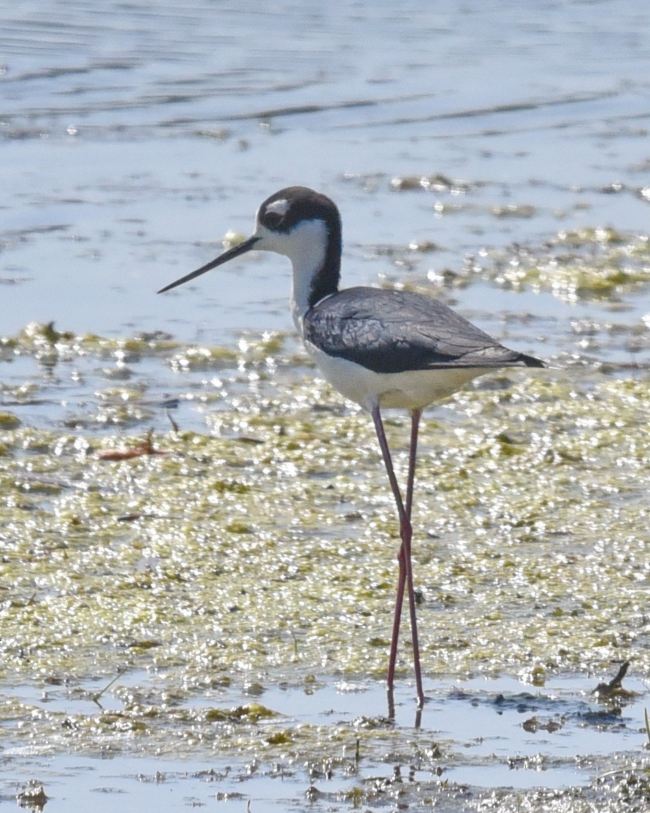 Black-necked Stilt - ML636778547