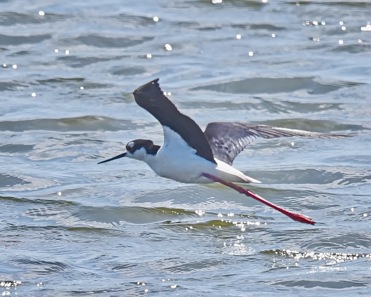Black-necked Stilt - ML636778556