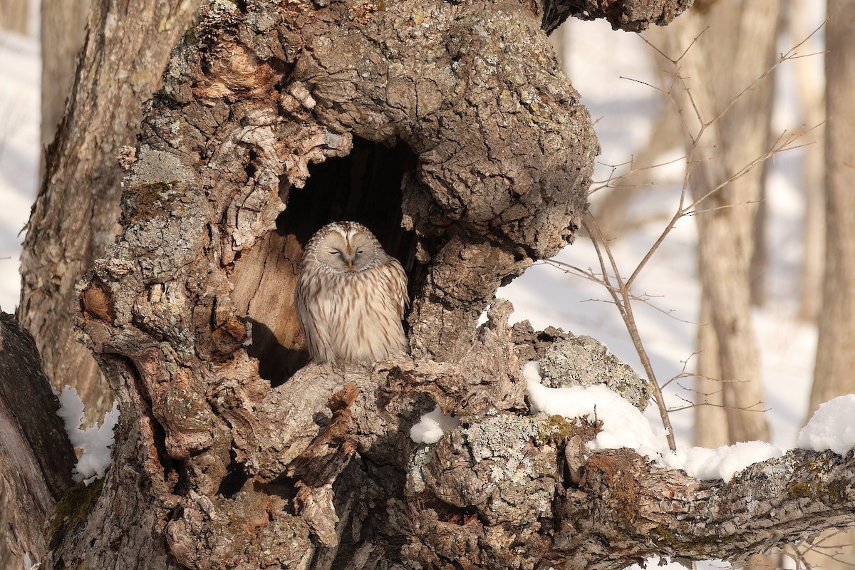 Ural Owl (Ural) - ML636778567