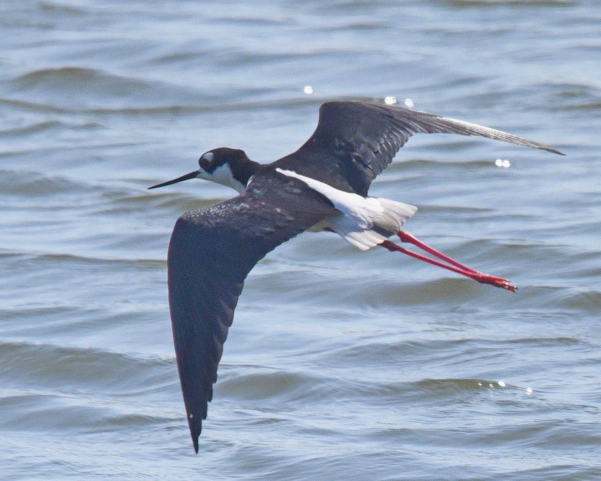 Black-necked Stilt - ML636778569