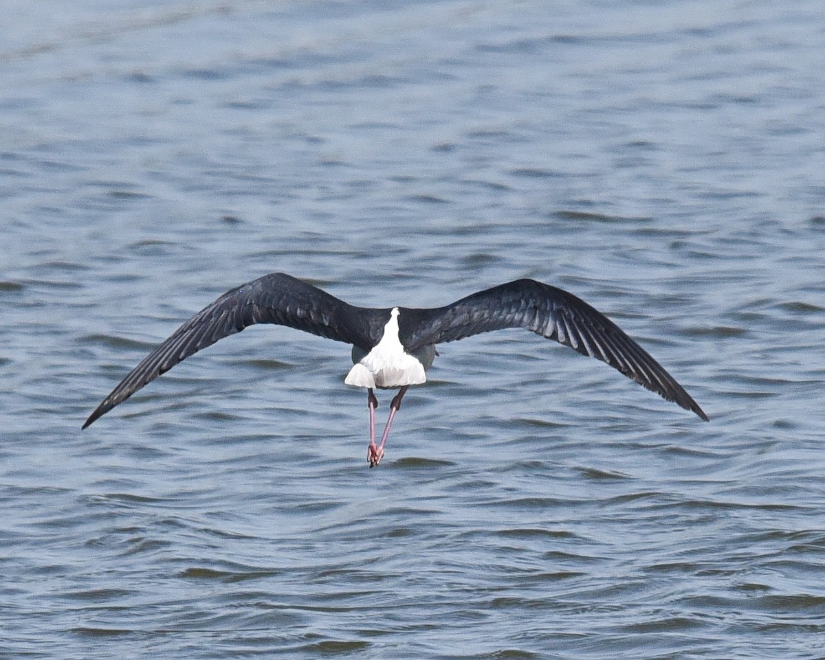 Black-necked Stilt - ML636778574