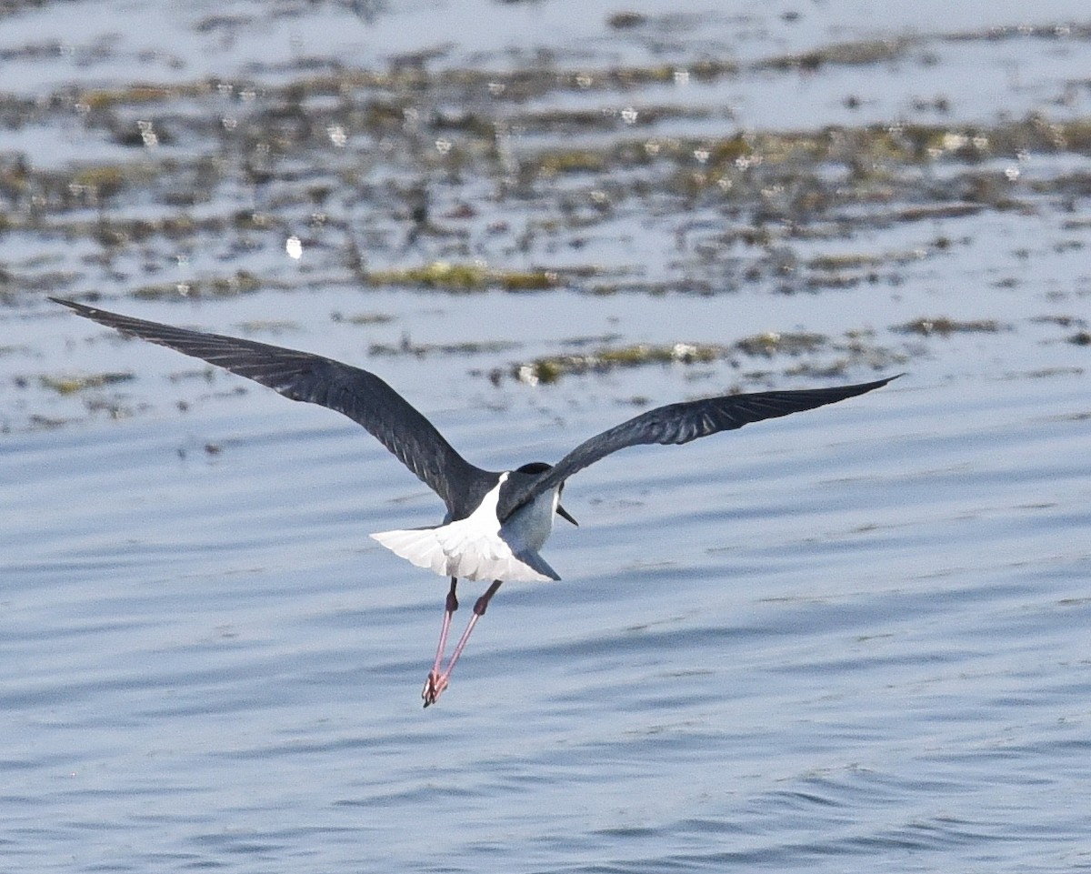 Black-necked Stilt - ML636778578