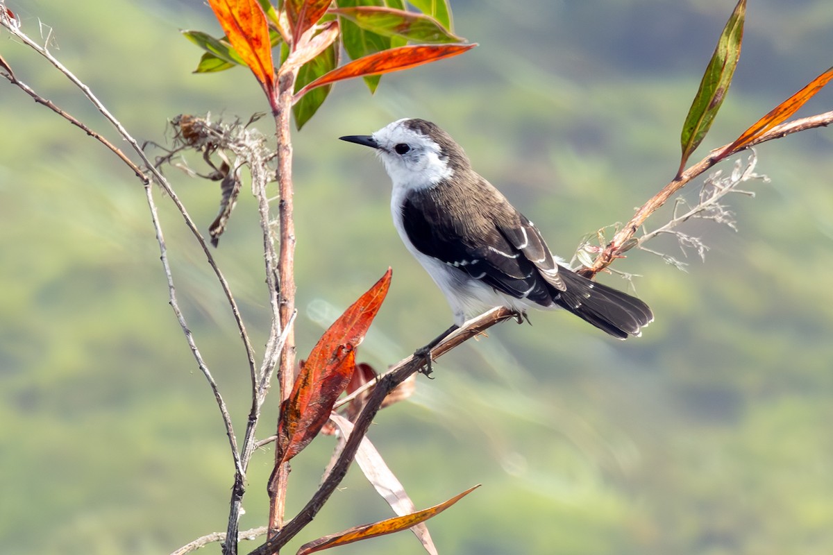Black-backed Water-Tyrant - ML636778583