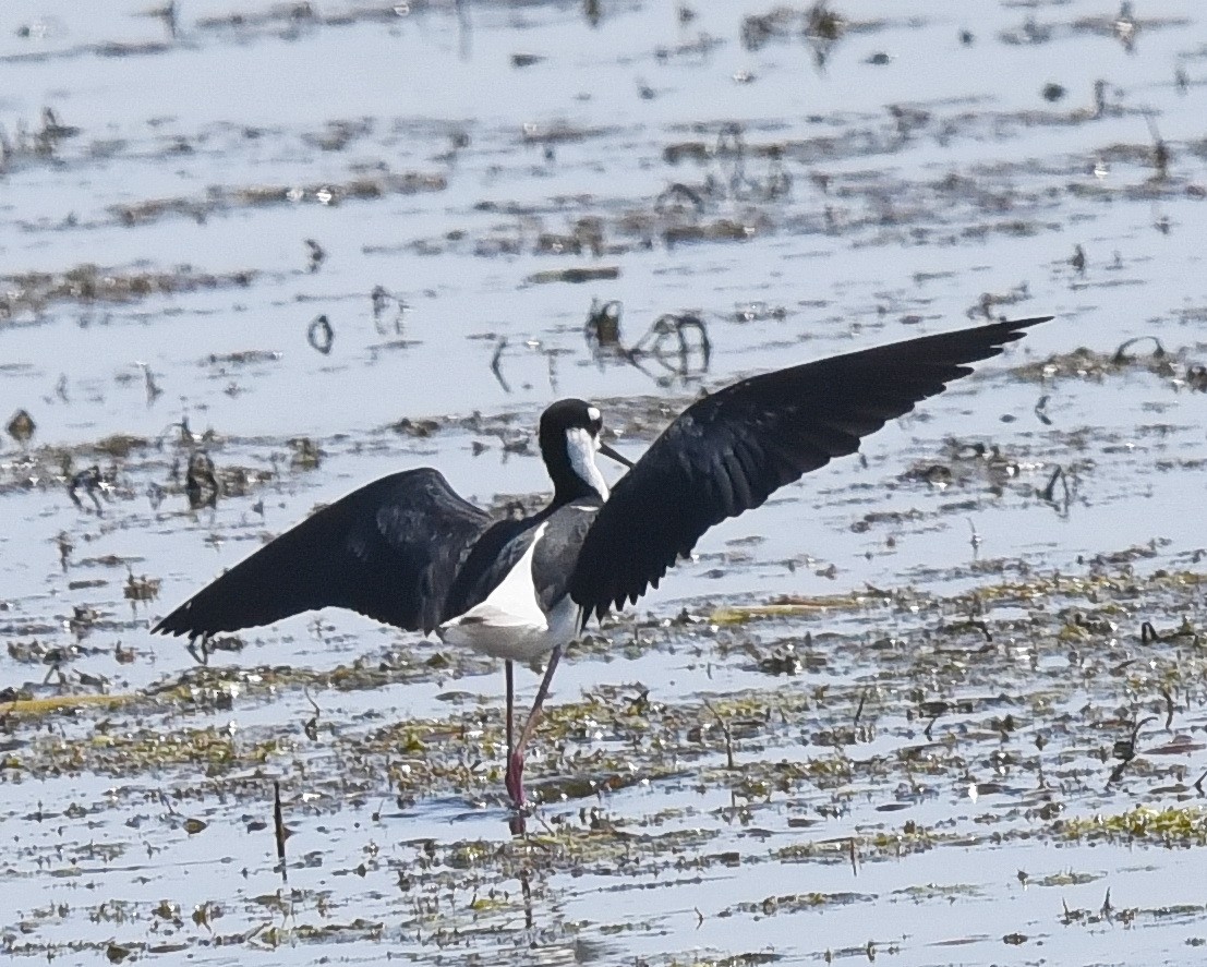 Black-necked Stilt - ML636778591