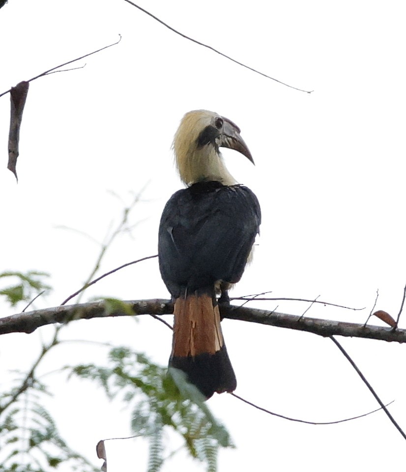 Mindanao Hornbill - ML636778605