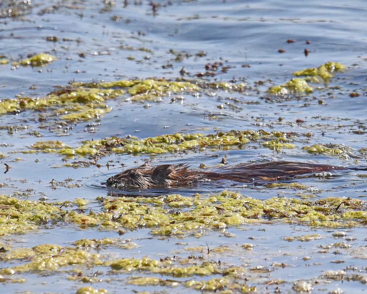 Muskrat - ML636778611