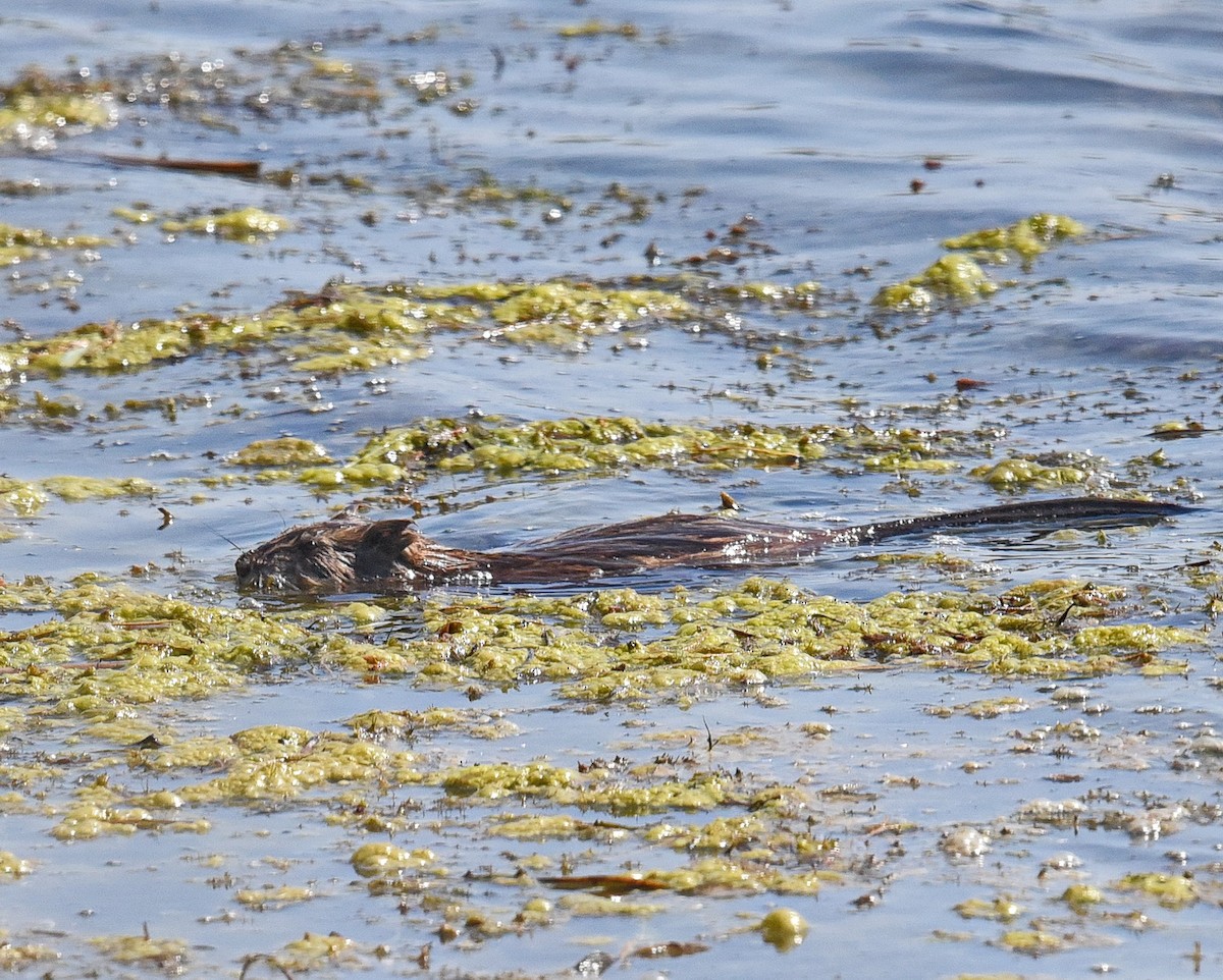 Muskrat - ML636778709