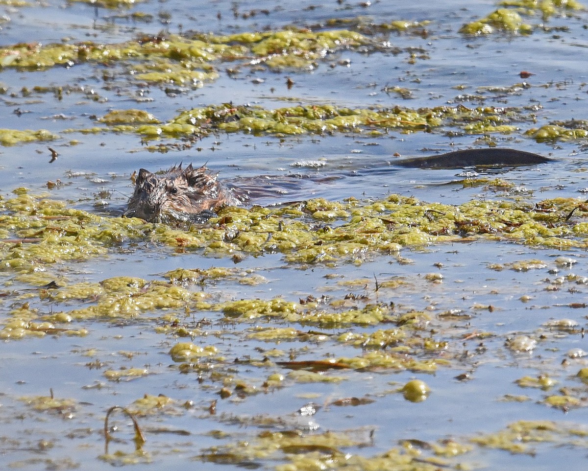 Muskrat - ML636778715