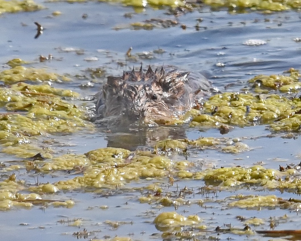 Muskrat - ML636778718