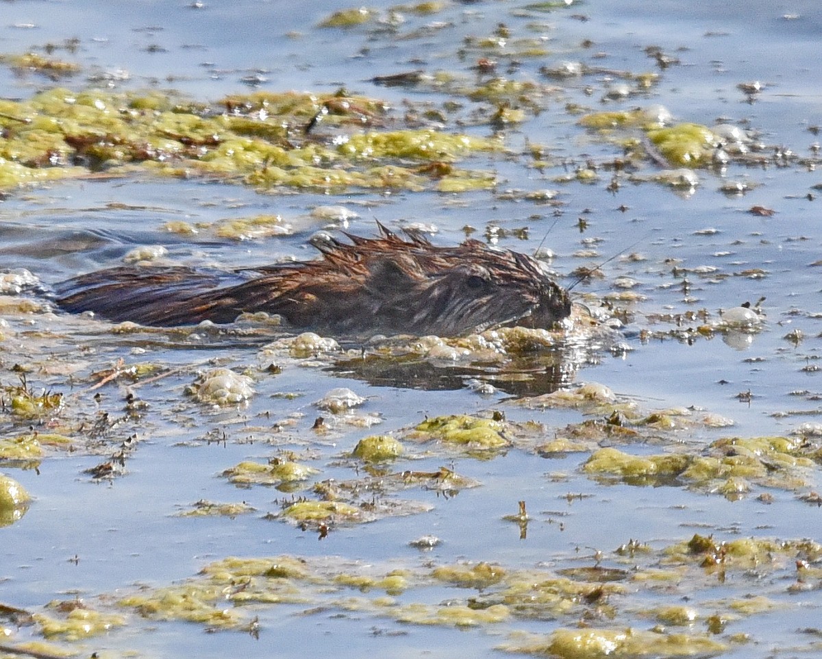 Muskrat - ML636778720