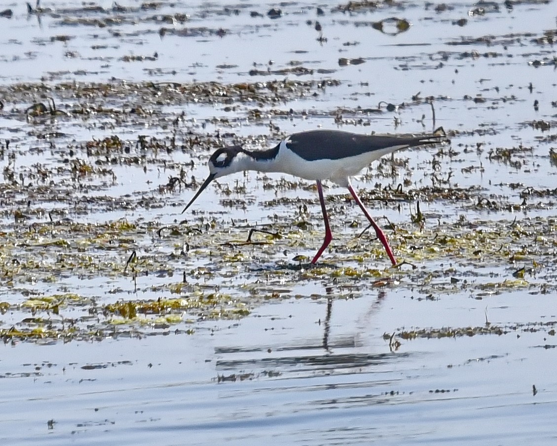 Black-necked Stilt - ML636778732