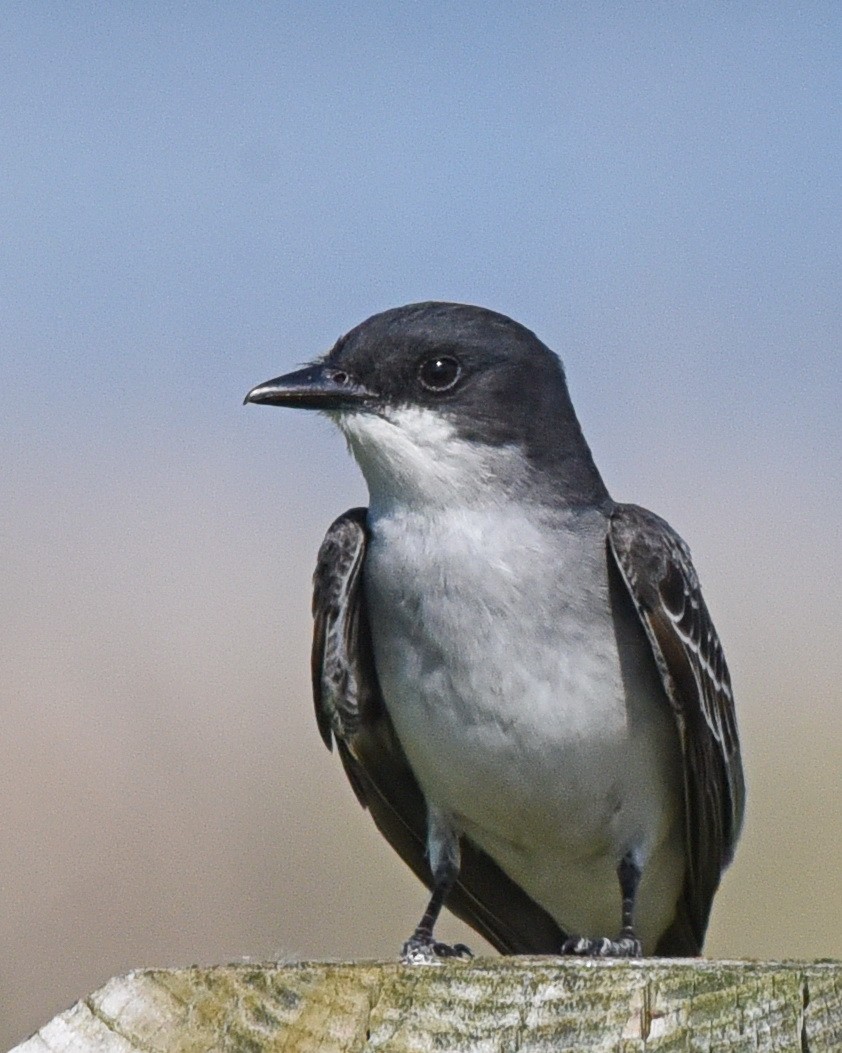 Eastern Kingbird - ML636778750