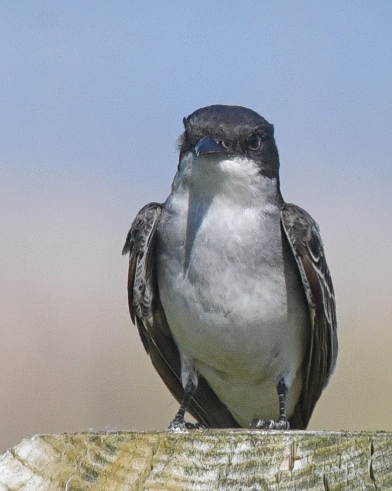 Eastern Kingbird - ML636778753