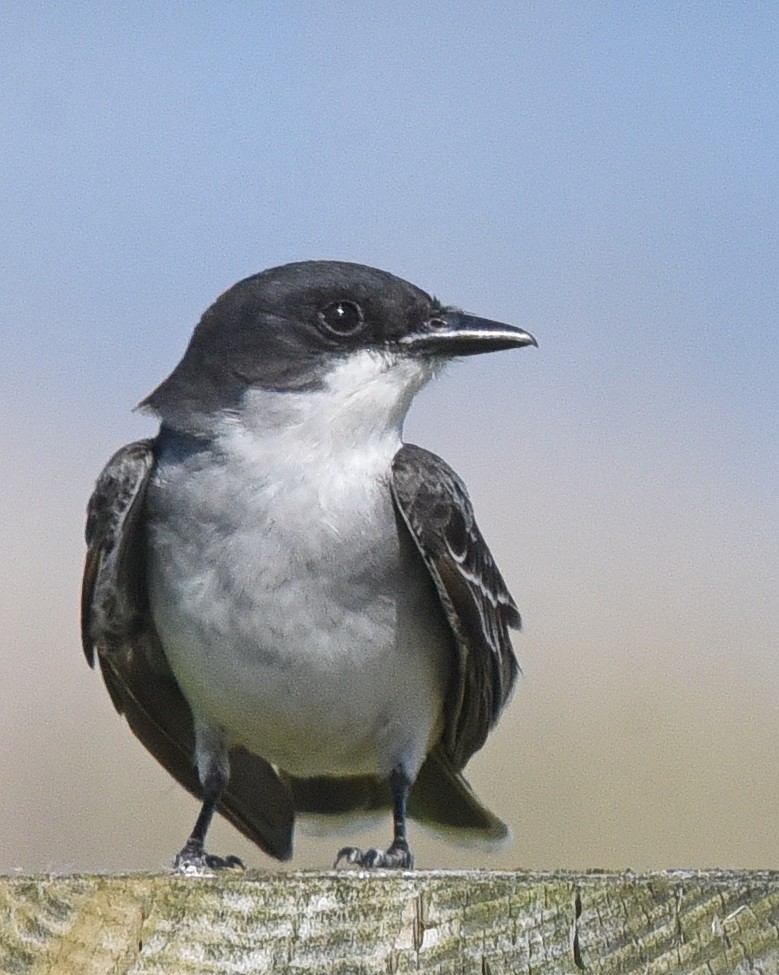 Eastern Kingbird - ML636778757