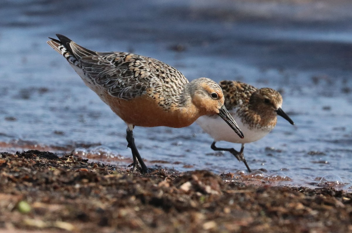 Red Knot - ML636778818