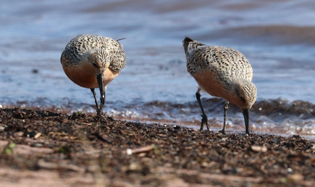 Red Knot - ML636778819