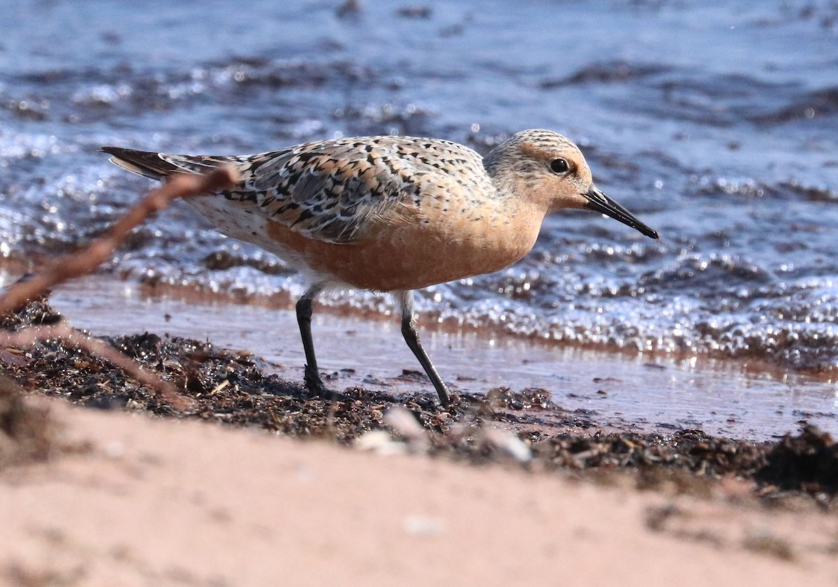 Red Knot - ML636778820