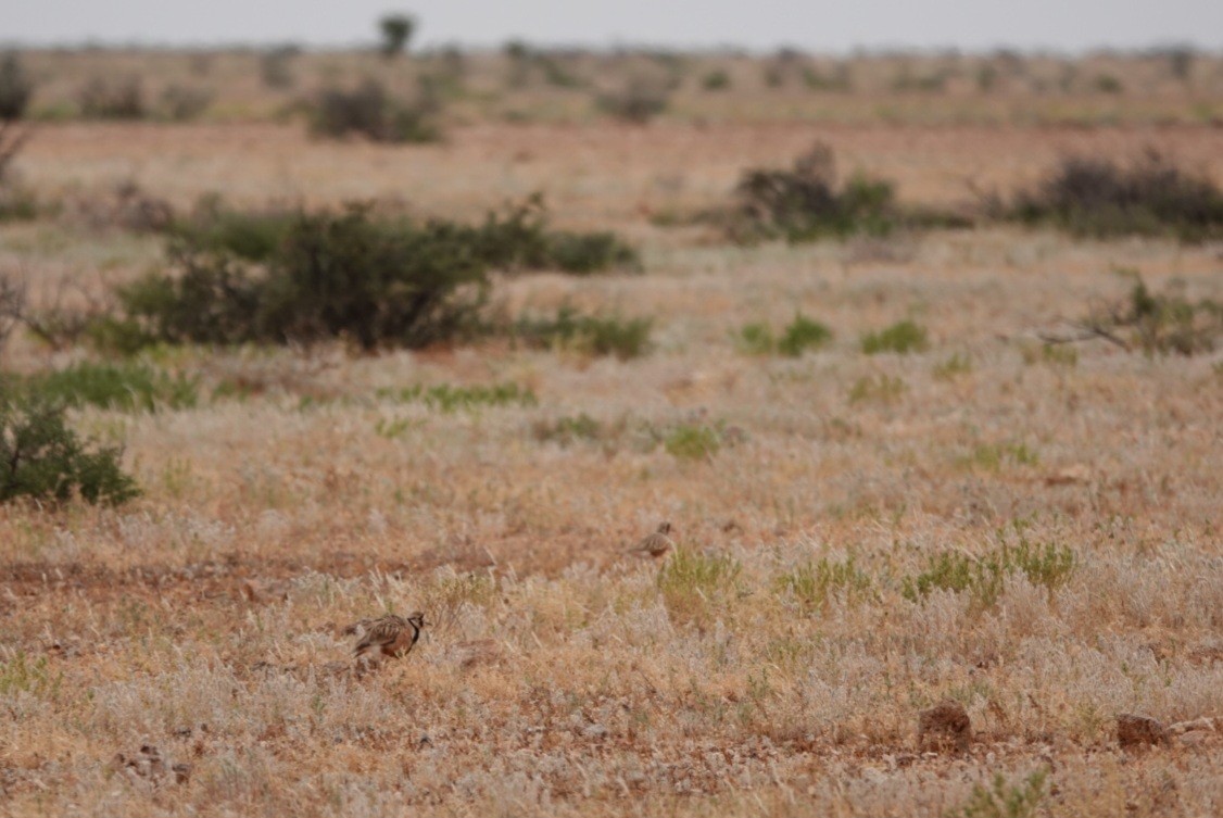 Inland Dotterel - ML636778857