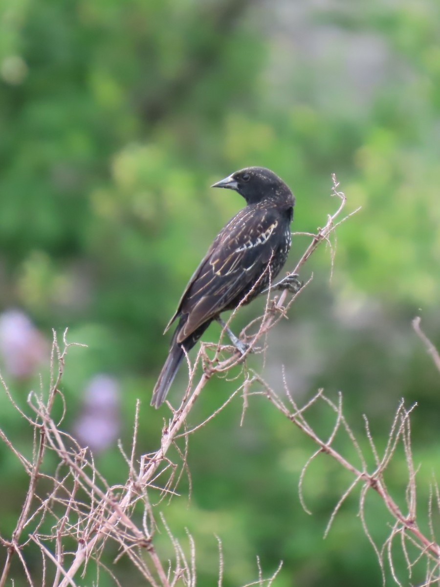 Red-winged Blackbird - ML636778945