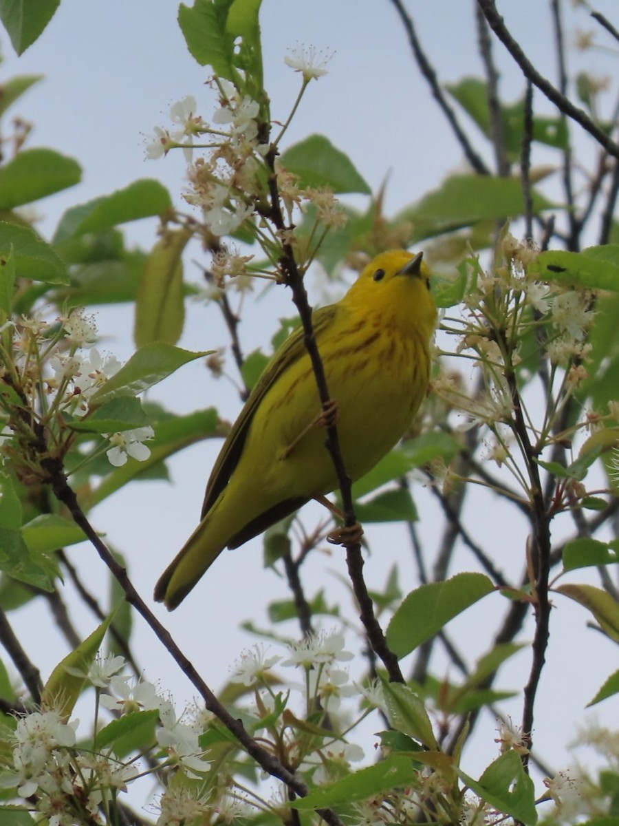 Yellow Warbler - ML636778961