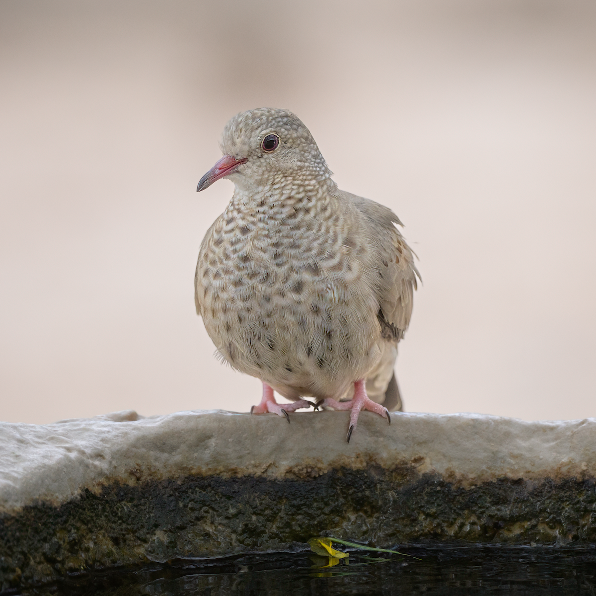 Common Ground Dove - ML636778963