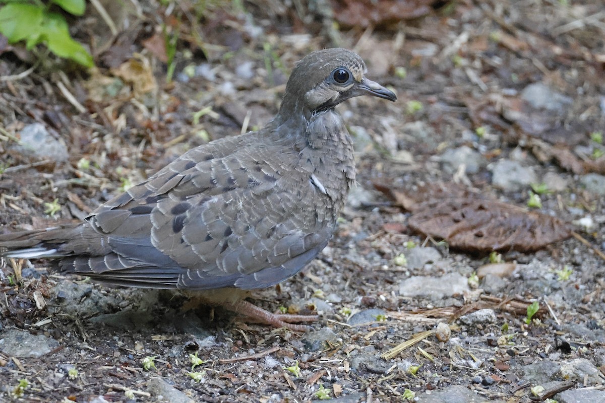Mourning Dove - ML636779006