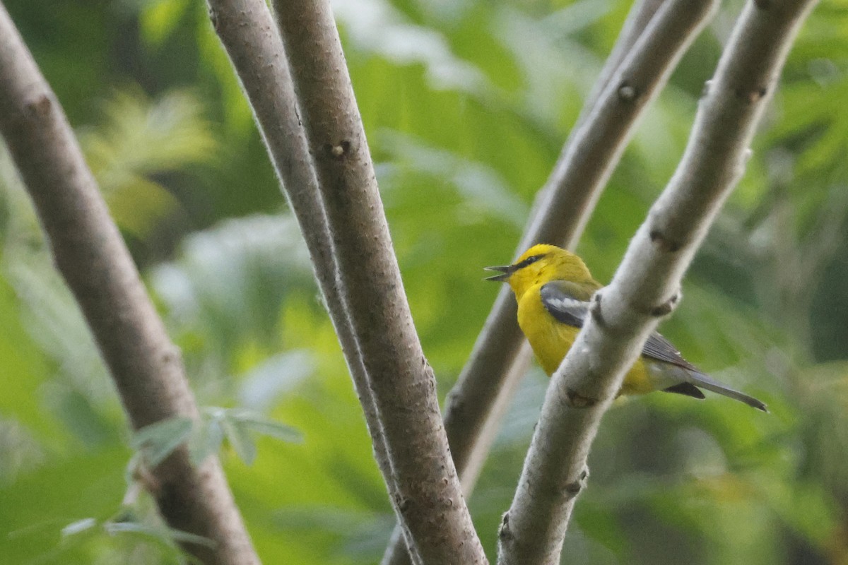 Blue-winged Warbler - ML636779018